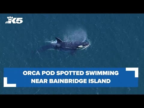 Orcas spotted west of Seattle
