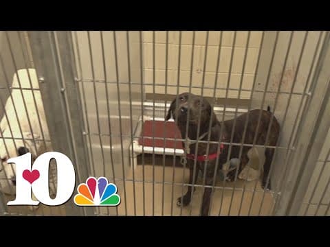 Experts asking to keep your pets inside during the fireworks