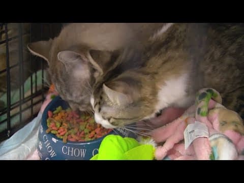 Nearly 80 abandoned cats found in foreclosed home