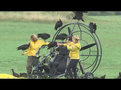 Scientists become foster moms for rare birds