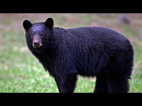 Another confirmed black bear sighting in Licking County over the weekend