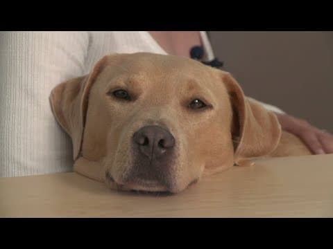 Do dogs have their own language? The unbelievable project underway at UT Arlington