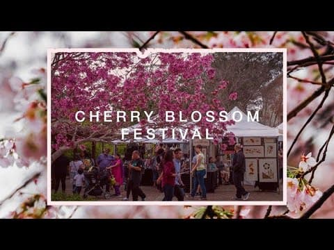 Cherry Blossom Festival in full bloom at Japanese Friendship Garden in San Diego