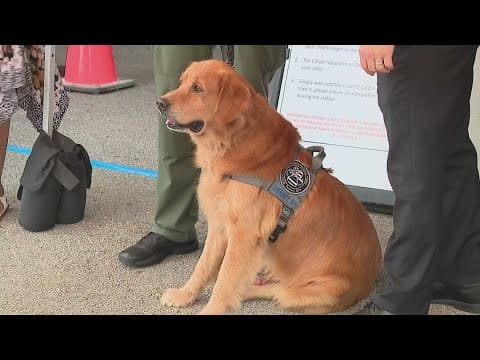 Sunny the golden retriever sworn in as Franklin County Sheriff's Office newest therapy dog