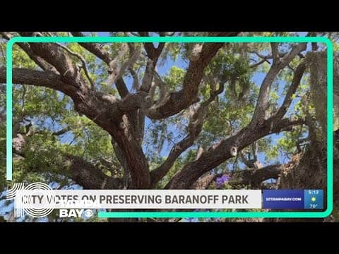 Safety Harbor residents to vote on preservation of oldest live oak tree in Pinellas County