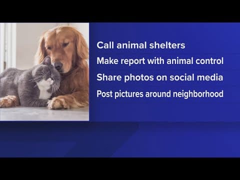 What to do if you lose your pet after 4th of July fireworks