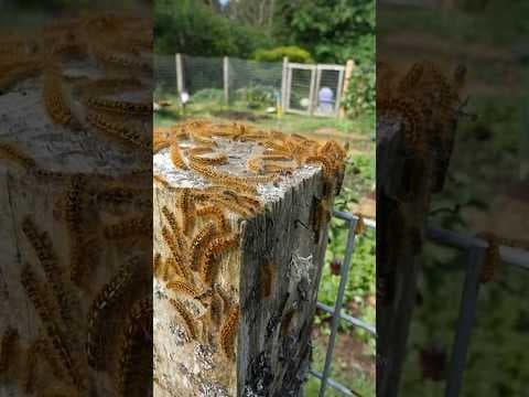 Millions of caterpillars are invading Skagit County’s Guemes Island