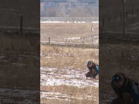 Could Mushrooms Help Reduce Wildfire Risk?