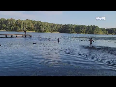 Alligator chases people in water at Texas state park