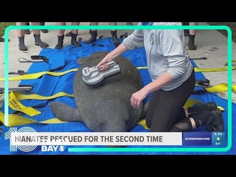 Manatee rescued for the second time in Tampa Bay area