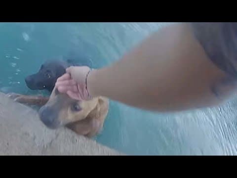Watch: 3 dogs rescued from pond by Manvel, Texas police officers