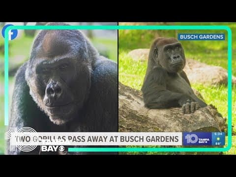 Five Florida apes die from infections in the past month