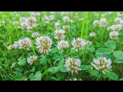 ECO9 | White clover: St. Patrick’s secret to eco-friendly farming unveiled