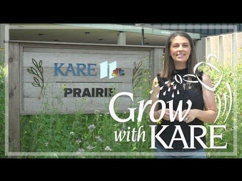 KARE 11 front yard prairie update