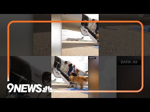 ‘Bark Air’ Launches as First Airline for Traveling Dogs