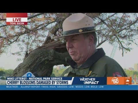 'Past peak bloom' | National Park Service says storms cut cherry blossom spectacle short