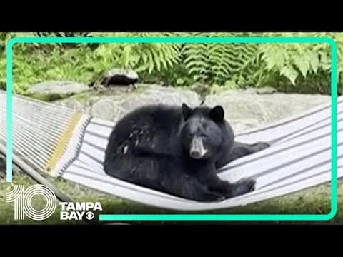 Bear caught relaxing in hammock in Vermont
