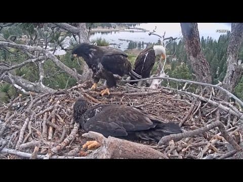 California bald eagle family is a global sensation, chicks readying for first flight
