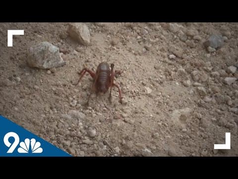 Mormon crickets invading southwest Idaho