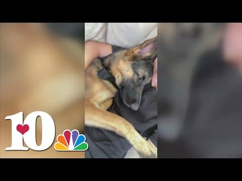 4 charged for animal abuse after Knox Co. investigation into pet-sitting deaths