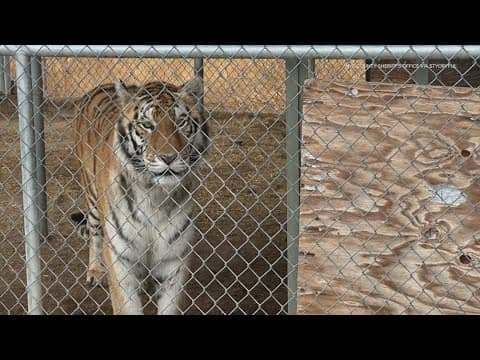 Seven tigers seized from man's home in Nevada