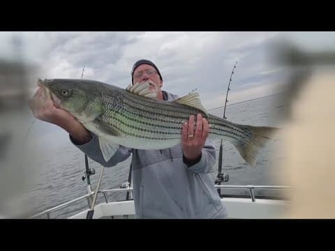 Maryland proposes cancellation of spring trophy Rockfish season