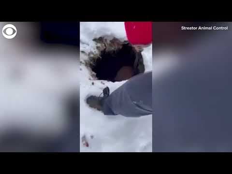 Dog helps rescue another dog trapped in a sinkhole