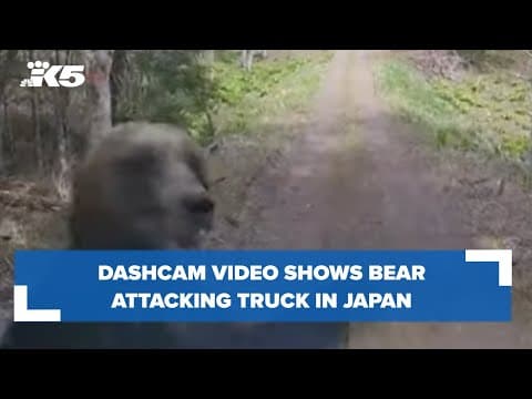 Brown bear attacks truck on rural road in Japan