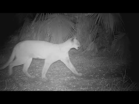 Mountain lion caught on camera