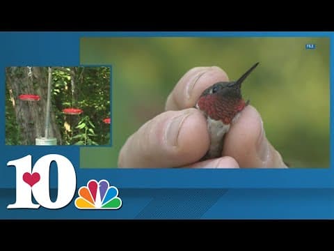 The remarkable strength of the hummingbird