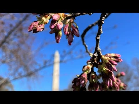 Bloom Watch: DC cherry blossoms reach stage 4
