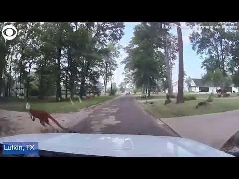 Loose kangaroo surprises police officer in Texas