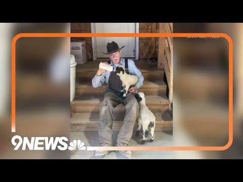 Valais Blacknose sheep quadruplets born on Colorado farm