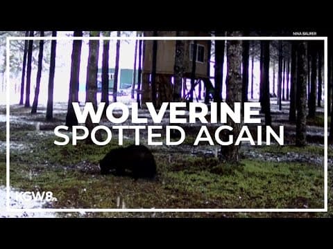 Third wolverine sighting reported over the weekend