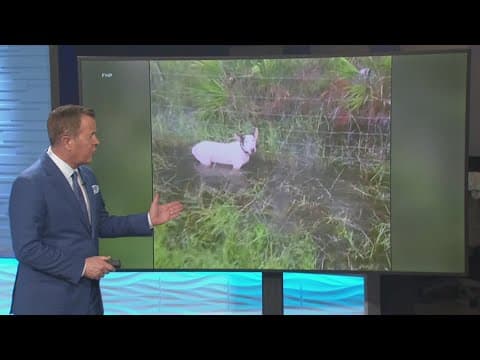 Trooper's Law, named after dog left behind during hurricane, passes Florida Senate