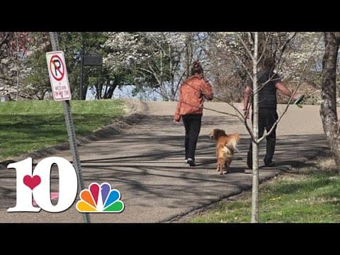 Dogwood Trails in full bloom in Knoxville