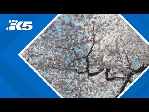 UW's cherry blossom trees set to reach peak bloom by the end of the week