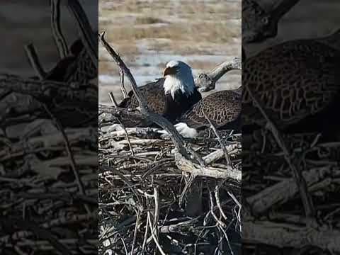 Good News For Colorado Bald Eagle Couple