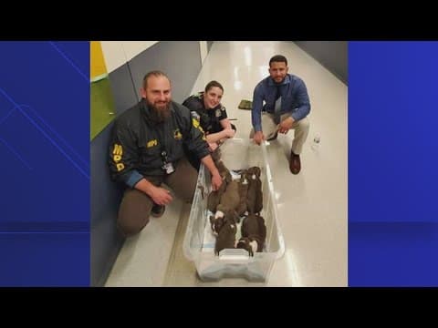 Police say 7 out of 8 stolen puppies found safe