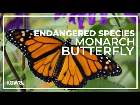 Scientists list iconic monarch butterfly as an endangered species