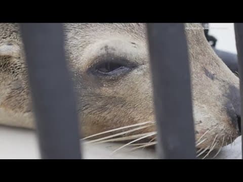 Toxic algae bloom that killed hundreds of marine animals now clear from water