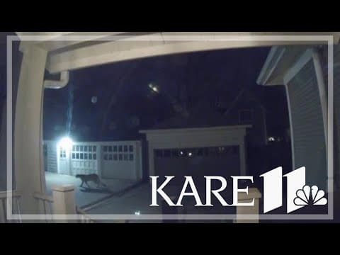 Cougar spotted in Minneapolis neighborhood