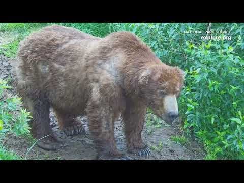 Alaska's brawny bruins compete for human votes during Fat Bear Week
