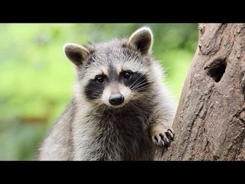 Frederick health officials looking for man who may have been exposed to raccoon