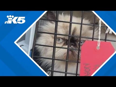 8 Persian cats rescued from overheating U-Haul truck