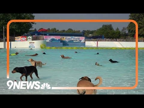 Water World goes to the dogs