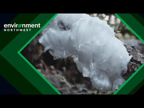 Hair ice: a PNW phenomenon that forms under specific circumstance