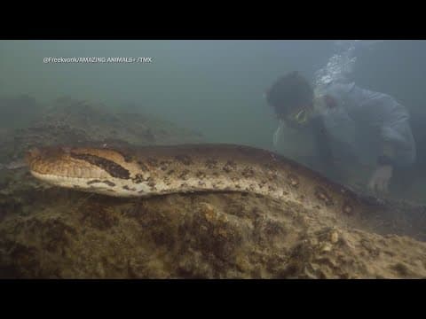 Gigantic new snake species discovered in Amazon rainforest