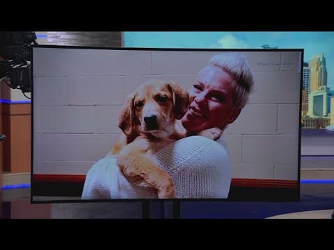 Singer Pink fostering a Minnesota rescue pup