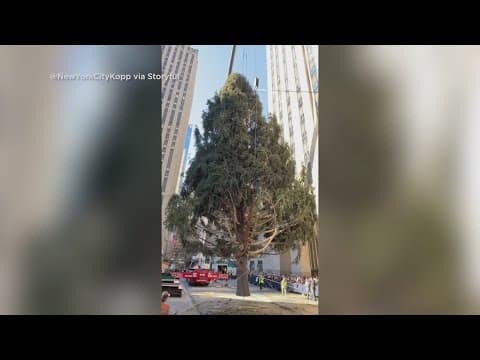Rockefeller Christmas tree set up